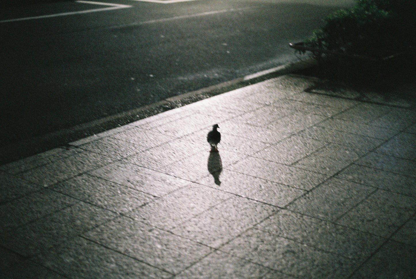 Existence Within Midnight’s Silence #19